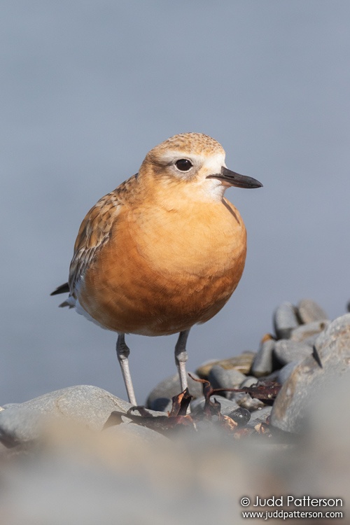 Red-breasted Dotterel, Tawharanui Regional Park, New Zealand